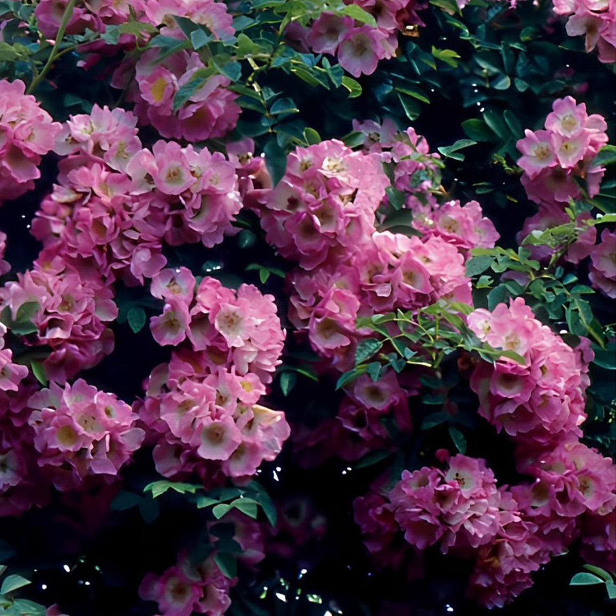 Collection de 2 Rosiers lianes Immensee blanc et Petite duchesse - Rosa x wichuraiana Petite Duchesse , Immensee - Bakker