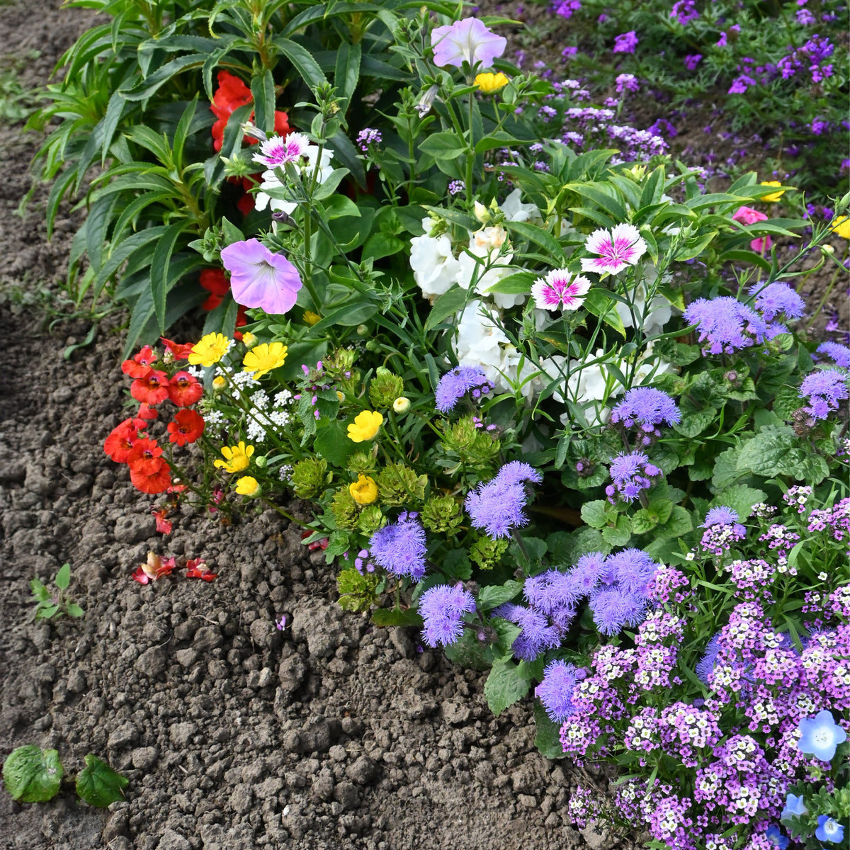 Tapis de fleurs spécial jardinières - Bakker