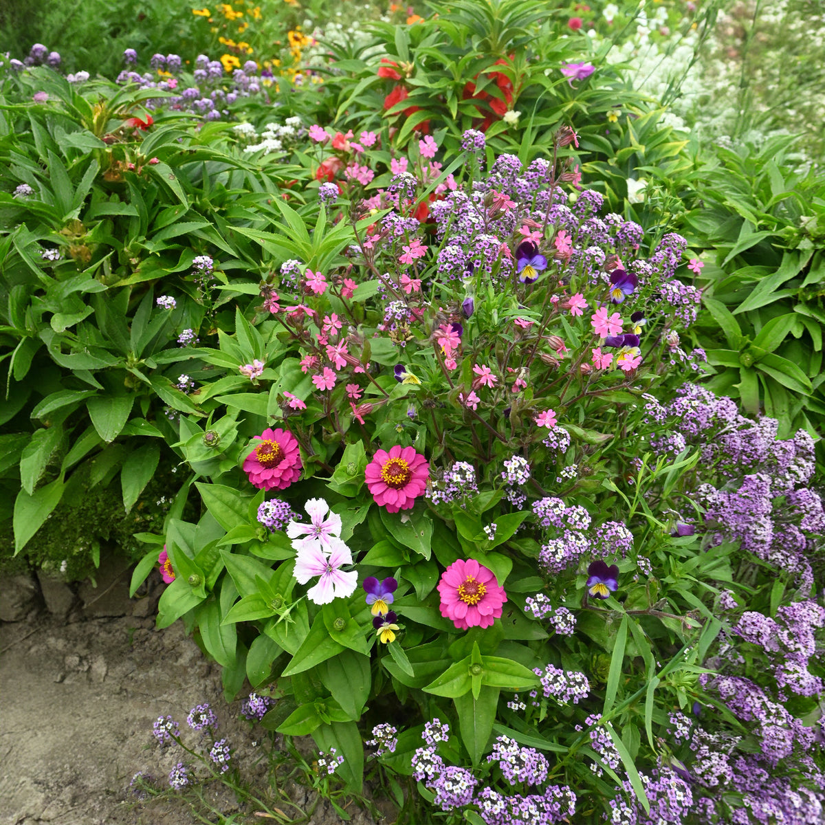 Tapis de fleurs spécial jardinières - - Bakker