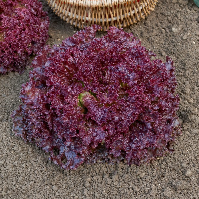 Laitue Lollo Rossa - Lactuca sativa lollo rossa - Bakker
