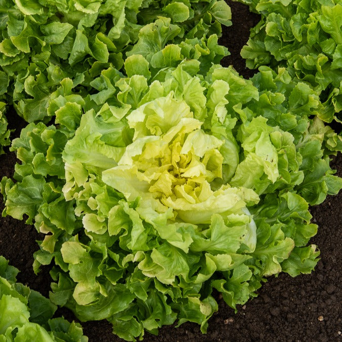 Coll. 7 mois de salades (reine mai, lollo rossa, coeur plein, blond - Collection de salades - Graines de salades