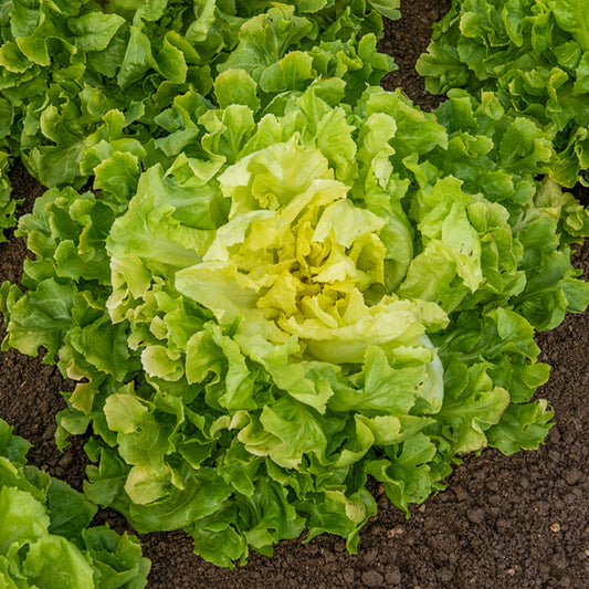 Chicorée scarole Blonde à coeur plein (4 g) - Bakker