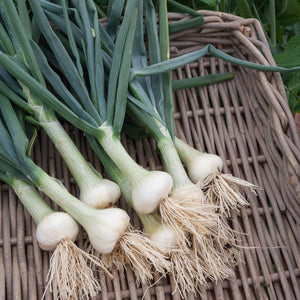 Graines D'oignon Blanc Hâtif De Paris Vilmorin - Sachet Pour Potager - Variété Rustique Et Productive