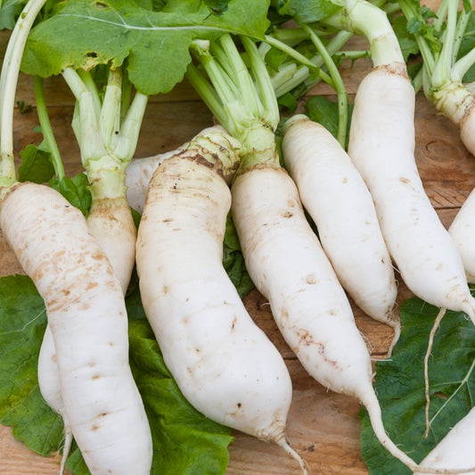 Navet Demi-long de Croissy - Bakker