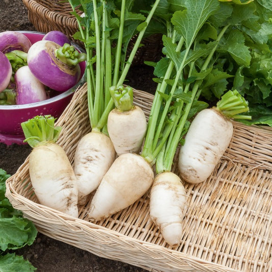 Navet Blanc dur d'hiver - Bakker