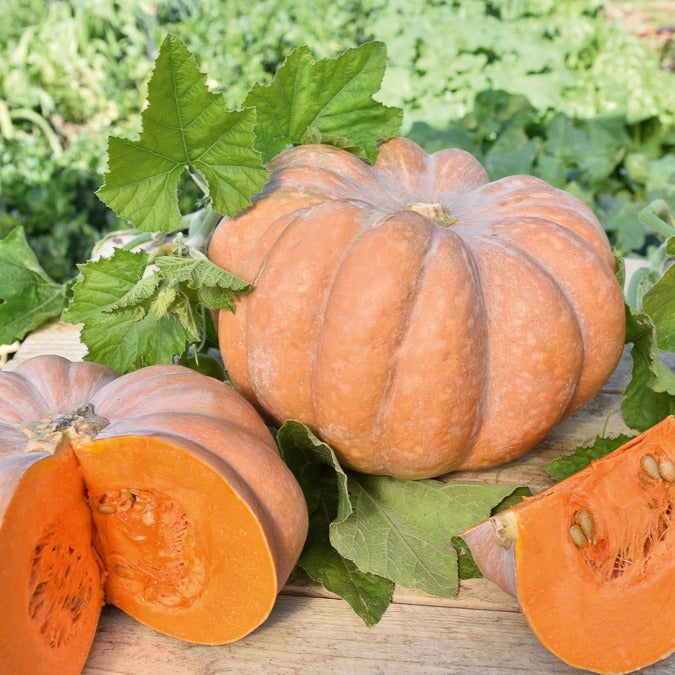 Courge Musquée de Provence - Bakker