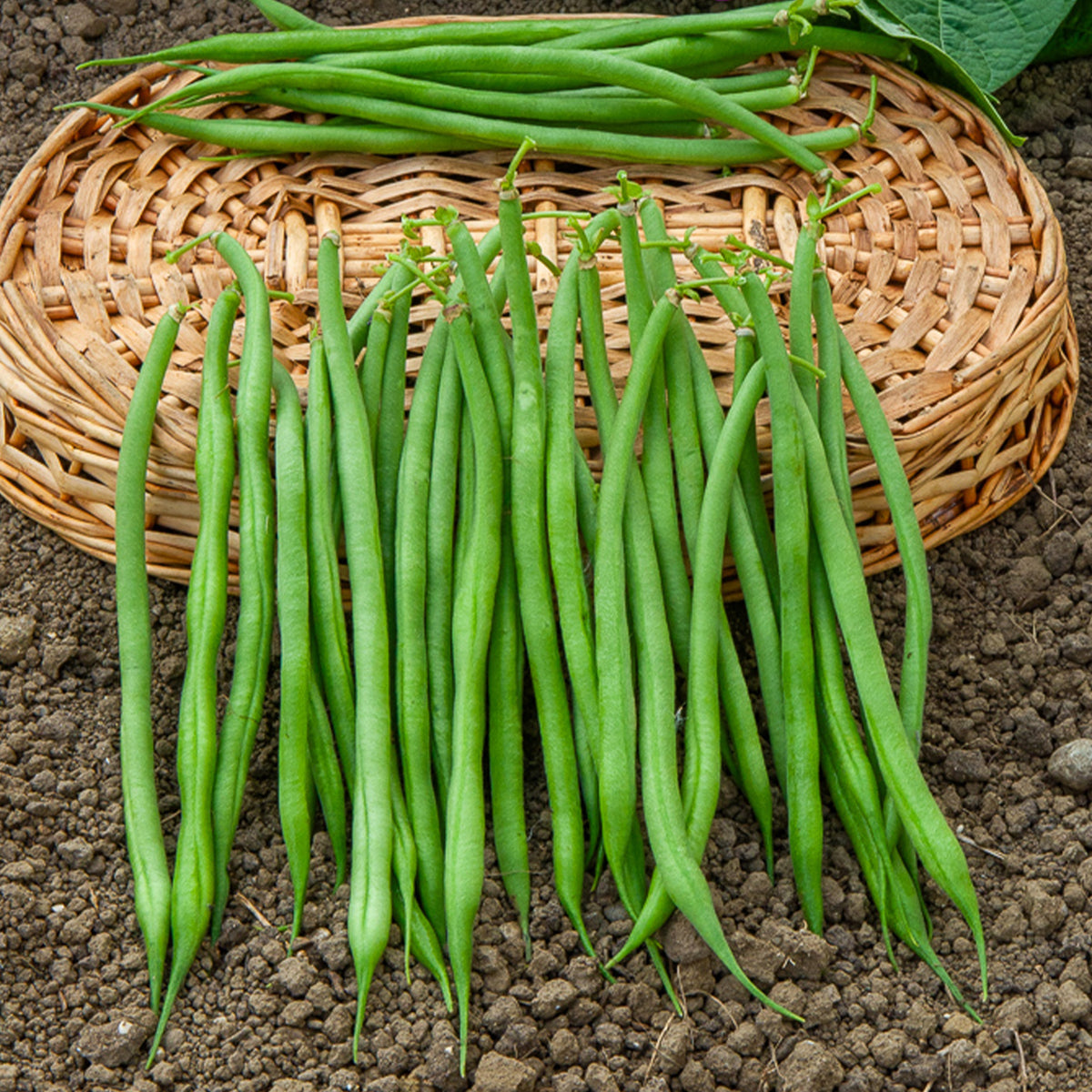 Collection de 3x100g de haricots nains contender, king horn wax, ai - Collection d'Haricots nains - Graines de haricots