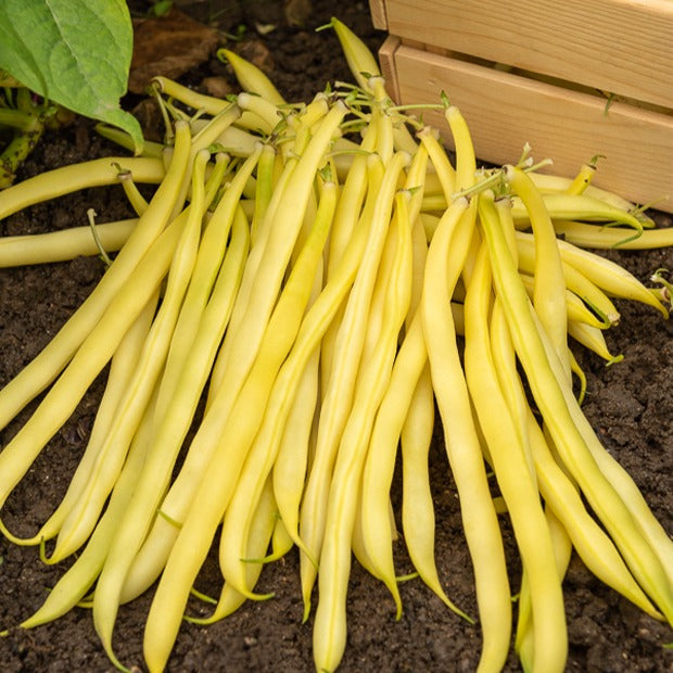 Haricot nain beurre De Rocquencourt (200 g) - Phaseolus vulgaris de rocquencourt - Bakker