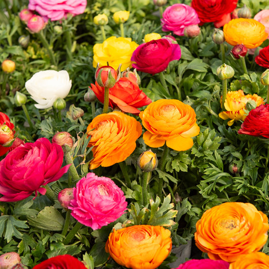 Renoncule en mélange - Bakker