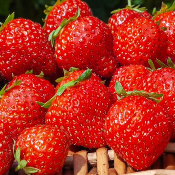 Fraisiers remontants Mara des Bois - Bakker