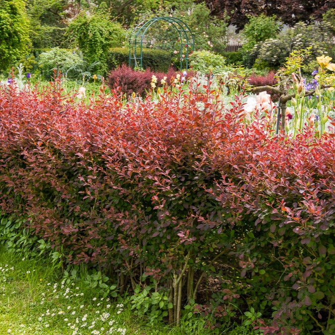 Berberis - Épine-vinette - Haie de Berberis rouges - Berberis thunbergii Atropurpurea