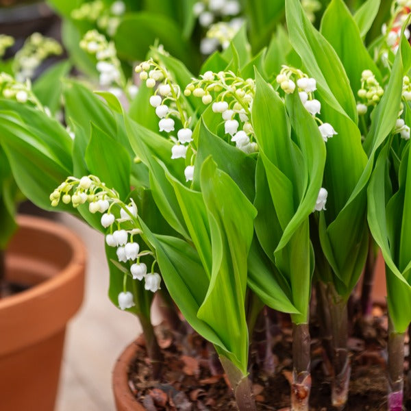 Convallaria majalis - Collection de 9 Muguets : blanc, rose, géant de Bordeaux - Plantes vivaces