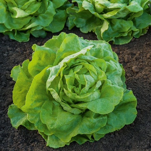Laitue pommée Appia (2 g) - Bakker