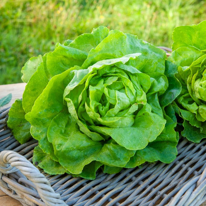 Laitue pommée Appia (2 g) - Lactuca sativa Appia - Bakker