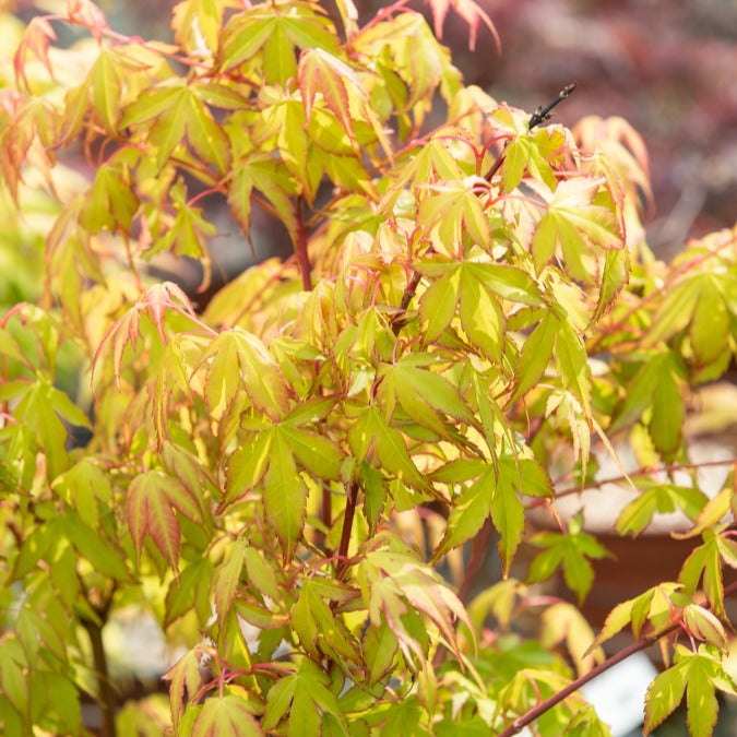 Erable japonais 'Katsura' - Bakker