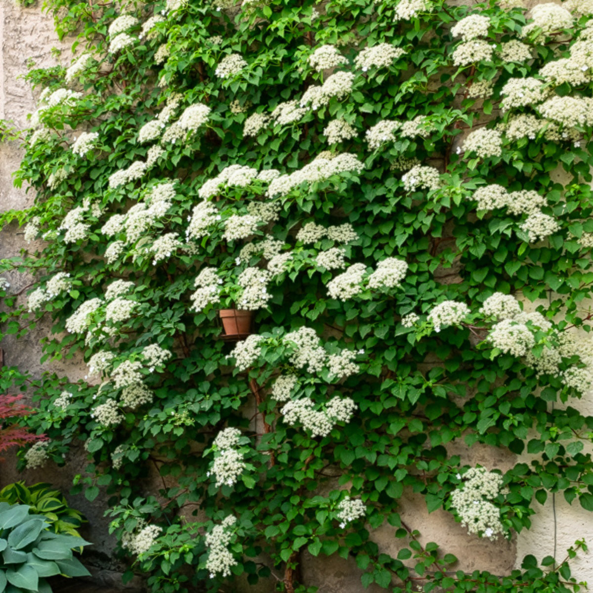 Collection de 3 grimpantes : jasmin, glycine, hortensia grimpant - Trachelospermum jasminoides, wisteria, hydrangea p - Bakker