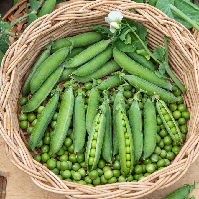 Pois rond nain Petit Provençal - Pisum sativum petit provençal - Bakker