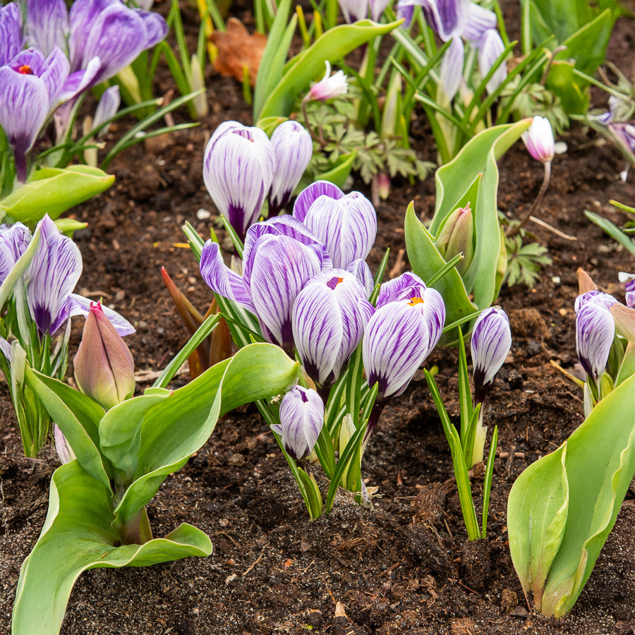 15 Crocus Pick Wick - Crocus vernus pick wick - Bakker