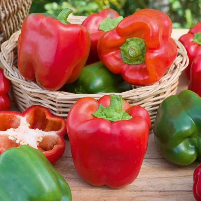 Poivron 'California Wonder' - Capsicum annuum California Wonder - Bakker