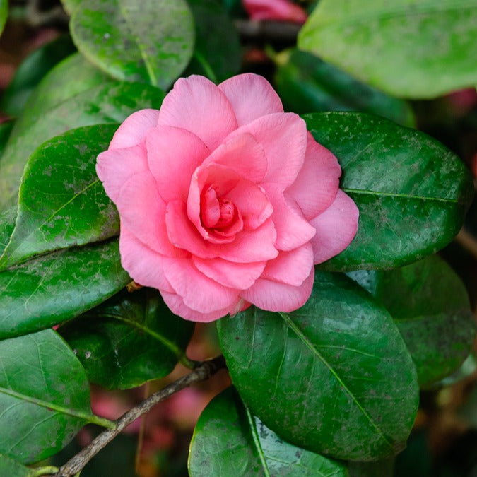 Camellia Mathotiana rosea - Camélia du Japon à fleurs doubles roses - Camellia