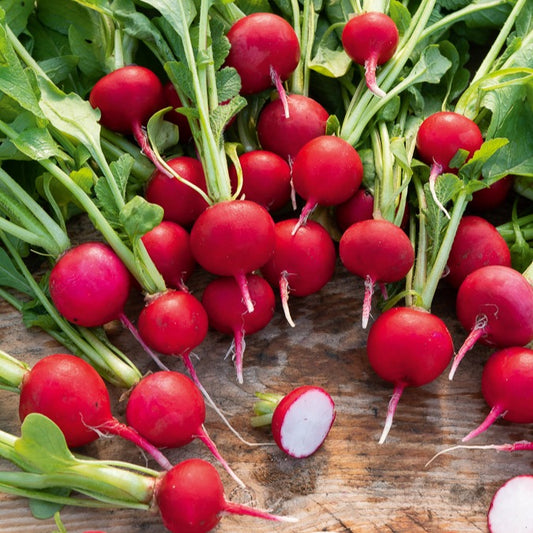 Radis Saxa 2 - Bakker