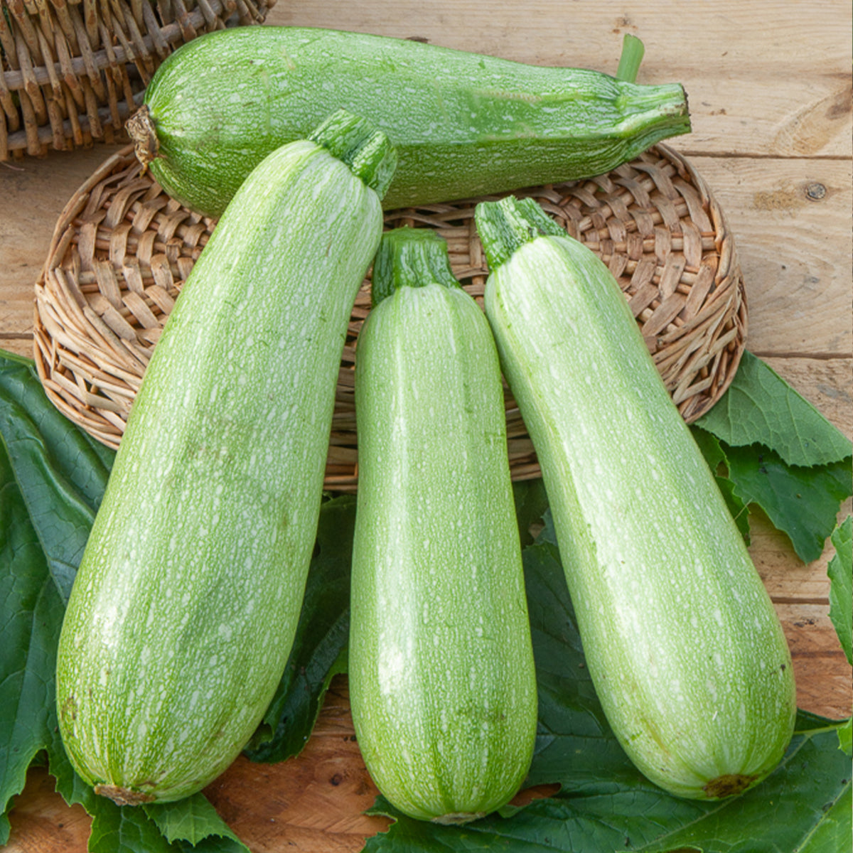 Courgette Grey Griller F1 - Bakker