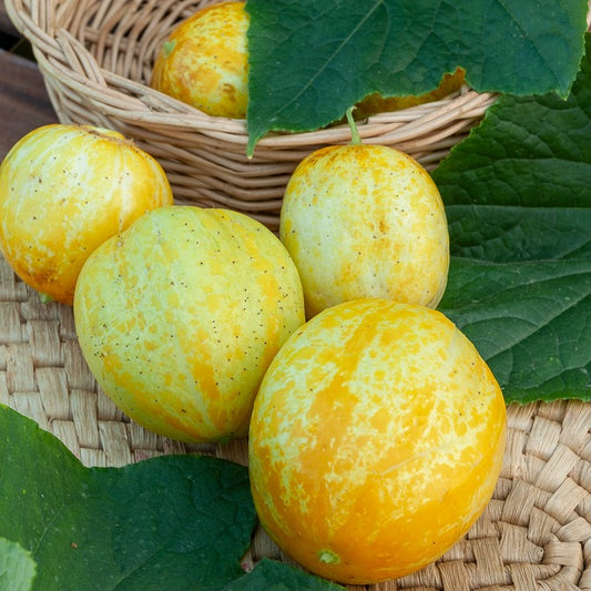 Concombre rond Lemon - Bakker