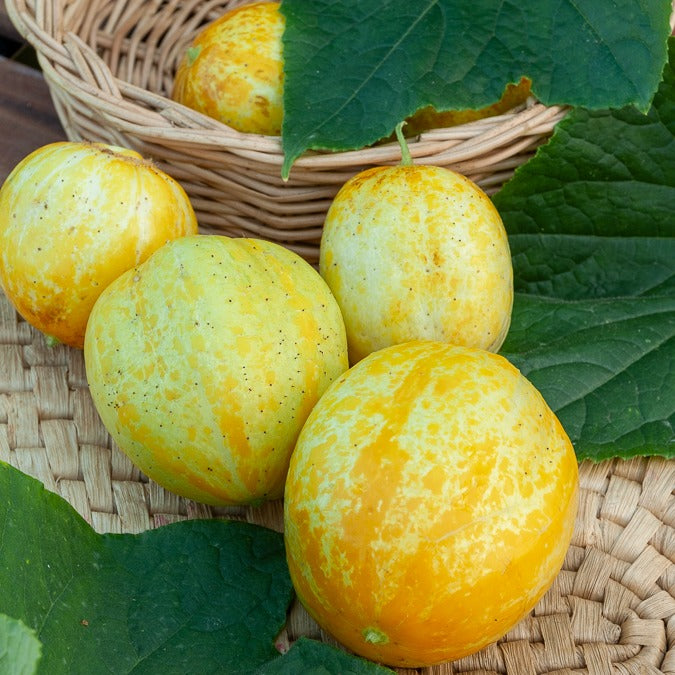 Concombre rond Lemon - Bakker