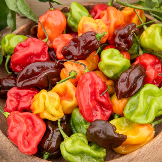 Piment Habanero - Bakker