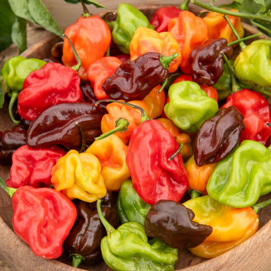 Piment Habanero - Bakker