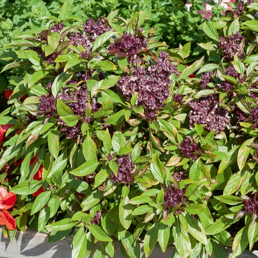 Basilic Thai Siam Queen - Bakker