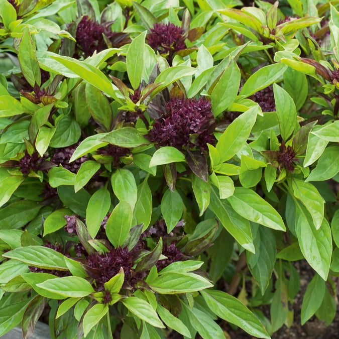 Basilic Thai Siam Queen - Ocimum basilicum siam queen - Bakker