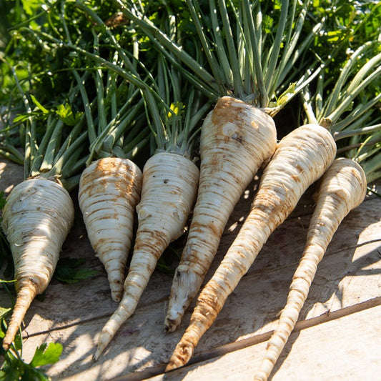 Persil de Hambourg - Bakker