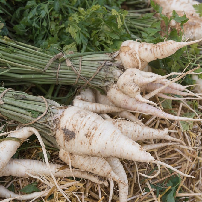 Persil de Hambourg - Petroselinum crispum tuberosum - Bakker