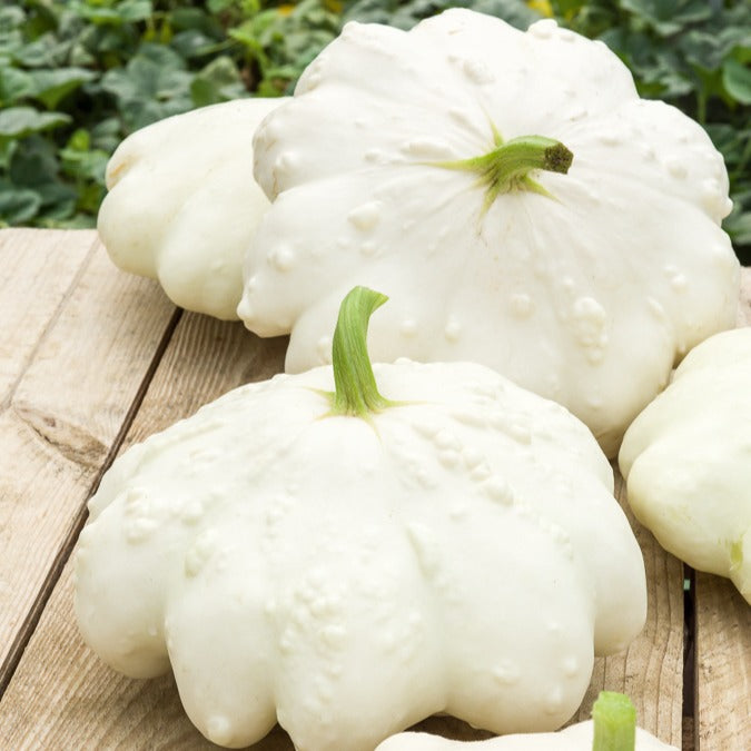 Courge pâtisson blanc - Bakker