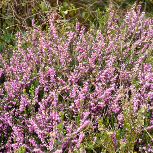 Bruyère d'hiver Furzey - Bakker