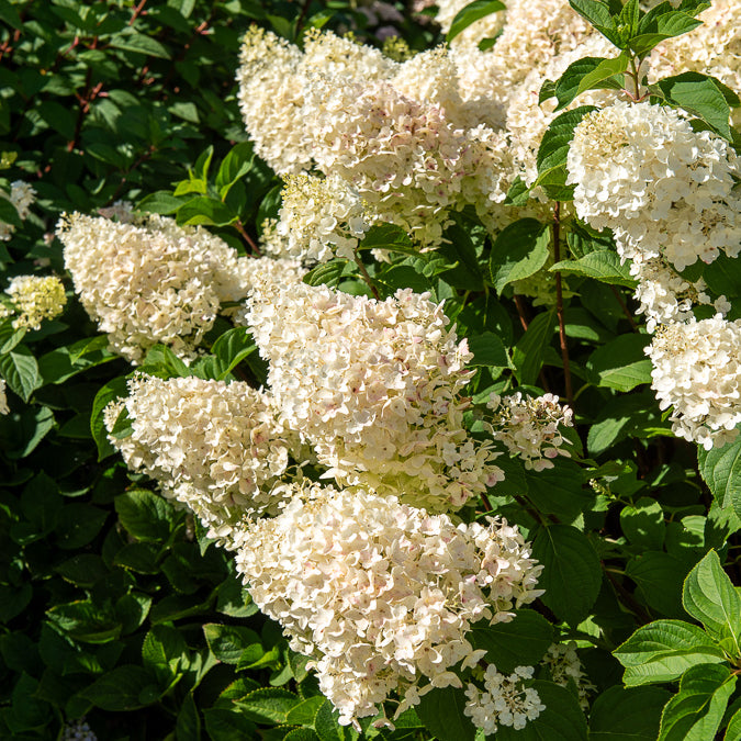 Vente Hortensia paniculata - Hortensia paniculé 'Silver Dollar'