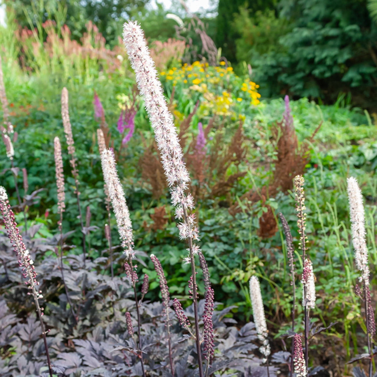 Cierge d'argent Brunette - Actaea simplex Brunette - Bakker
