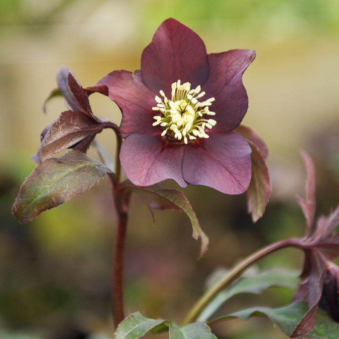 Hellébore d'Orient Black - Bakker