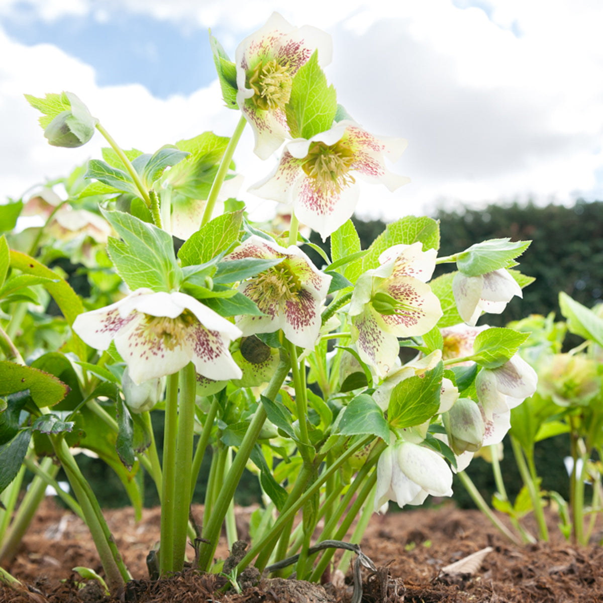 Helleborus orientalis white lady spotted - Hellébore d'Orient White Lady Spotted - Hellébore - Rose de Noël