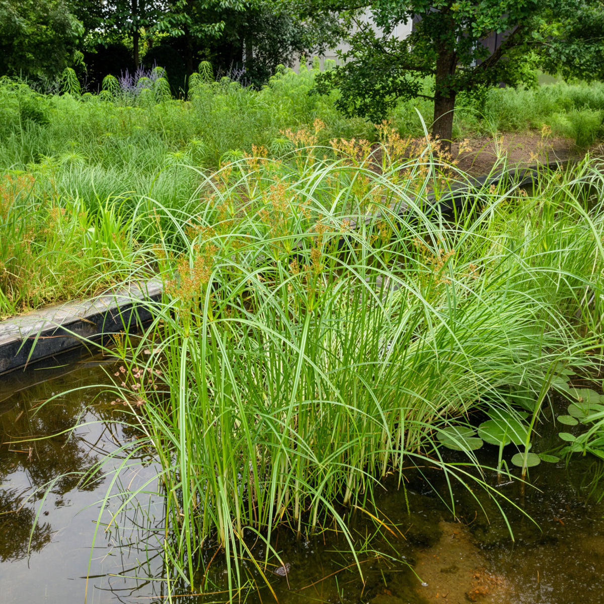 Graminées - Souchet odorant - Cyperus longus