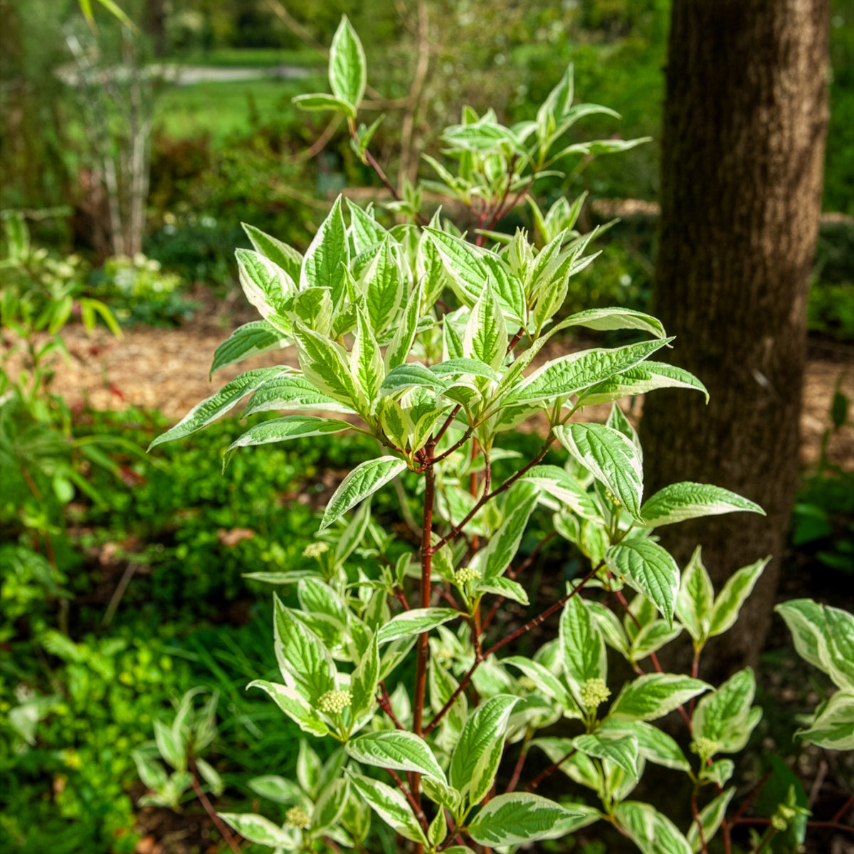 Vente Cornouiller blanc Elegantissima - Cornus alba elegantissima