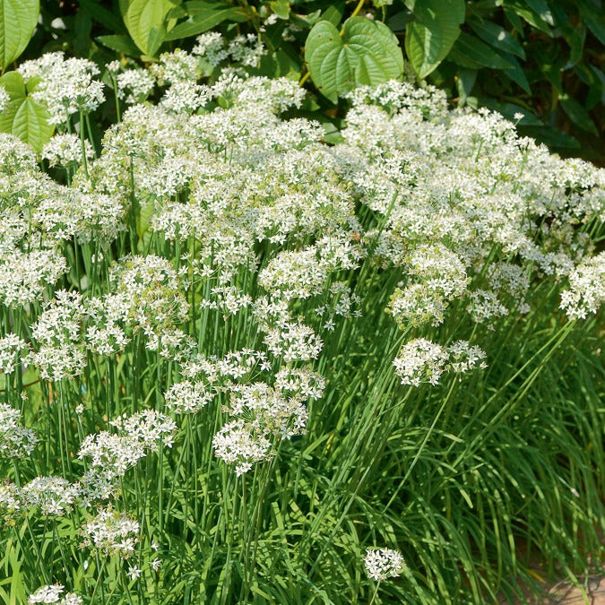 Ciboule de Chine - Allium tuberosum - Bakker
