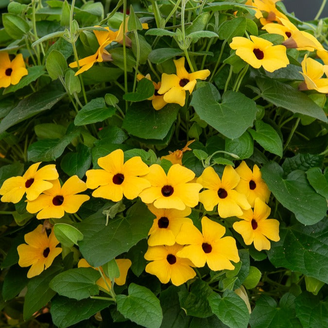 Suzanne aux yeux noirs jaune - Thunbergia alata Sunny Susy® - Bakker
