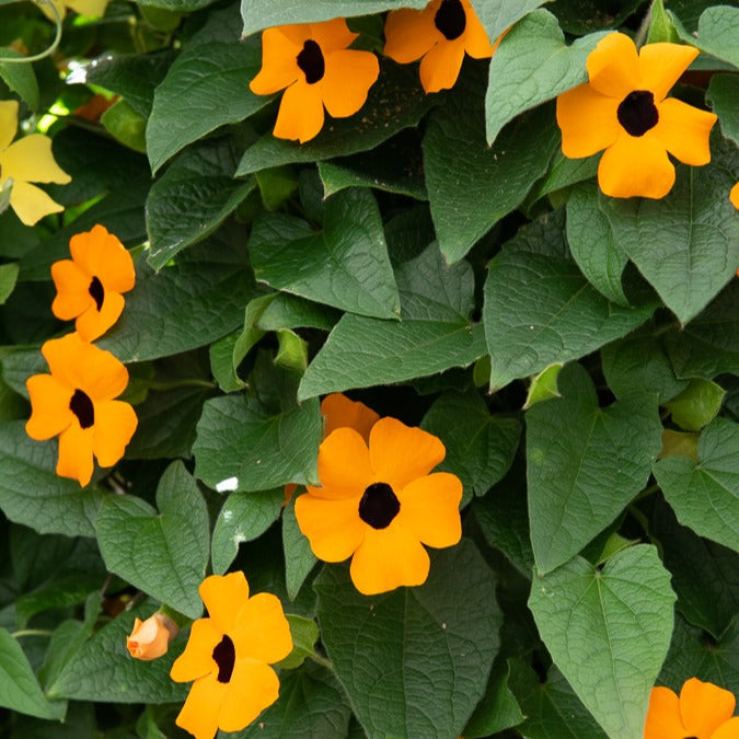 Plantes de terrasses et balcons pour pot et balconière - Suzanne orange aux yeux noirs - Thunbergia alata Sunny Susy®
