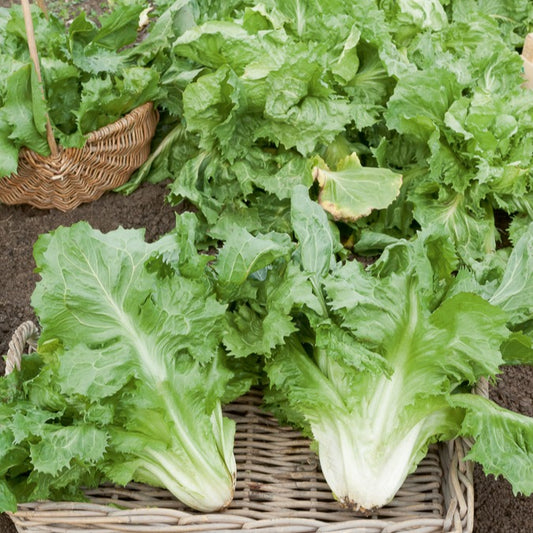 Chicorée scarole en cornet de Bordeaux - Bakker