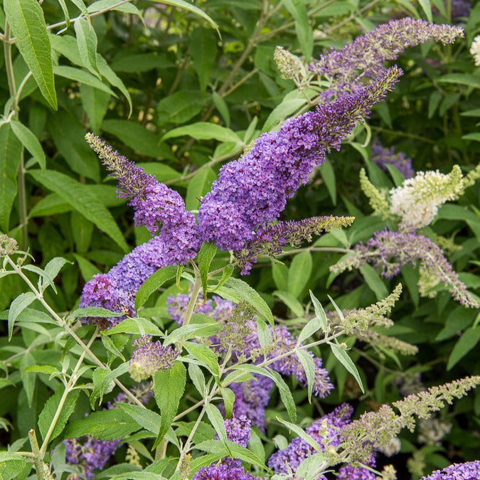 Buddleja davidii free petite® 'lavender flow' - Arbre aux papillons 'Lavender Flow' sur tige - Arbre à papillons - Buddleja