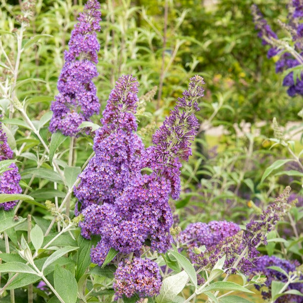 Arbre aux papillons 'Lavender Flow' sur tige - Buddleja davidii free petite® 'lavender flow' - Bakker