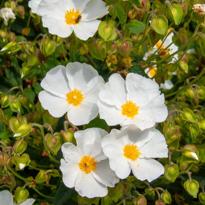 Vente Ciste des Corbières - Cistus corbariensis