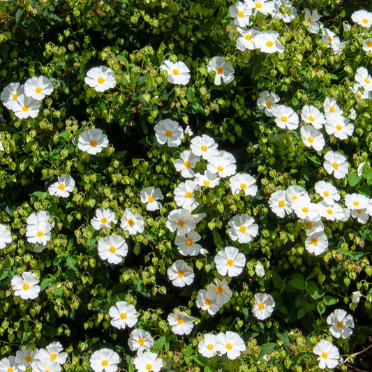 Ciste des Corbières - Bakker